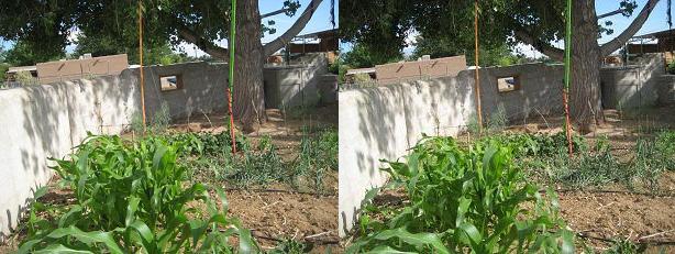 Garden stereograph